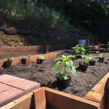 Marin Edible & Pollinator Garden