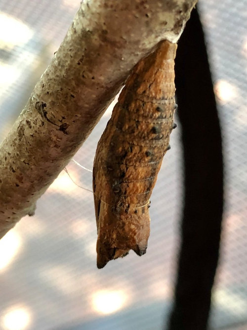 When do Black Swallowtails emerge?