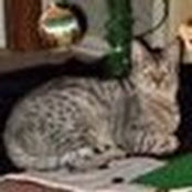 Cindy Kings billede
