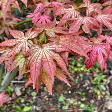 Acer palmatum 'Peaches and Cream'
