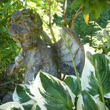 Hardy Plant Society Open Garden