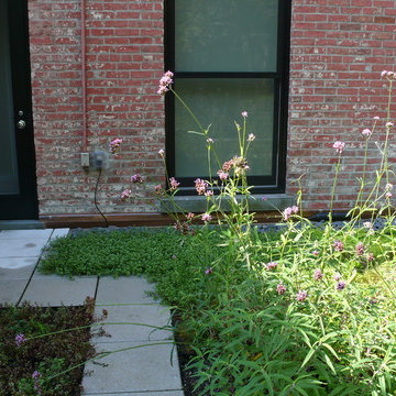 Townhouse Greenroof