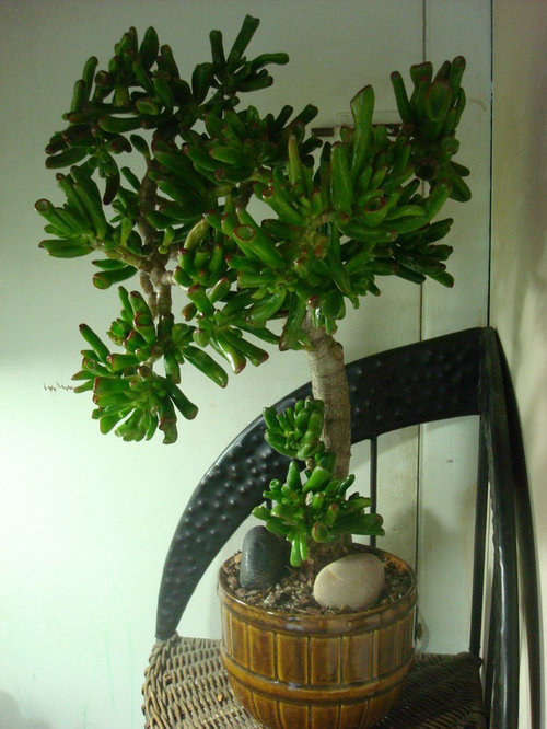 anchoring top heavy plants to a pot