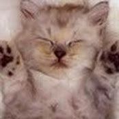 Kat Bs billede