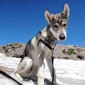 Heidi VanDerVoorn's photo