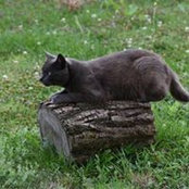 Malika Voltiere's photo