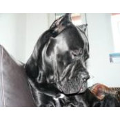 Foto von Ursa Cane Corso