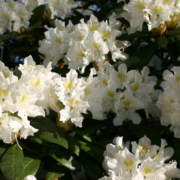 Garten in weiß