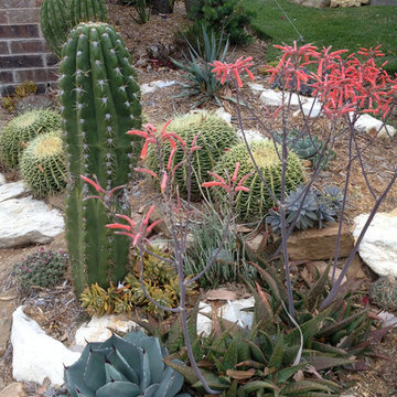 Miscellaneous Cacti & Succulent Landscapes by Rhinamic