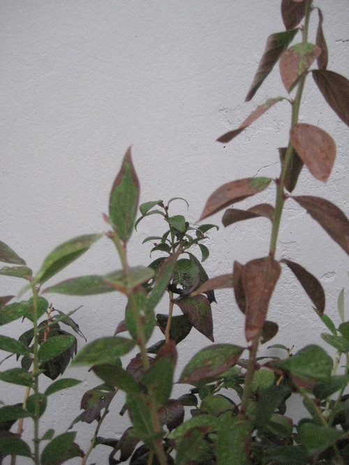 Blueberry leaves turning brown