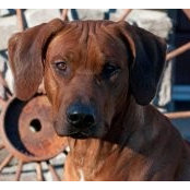 Cataraqui Ridgebacksさんの写真