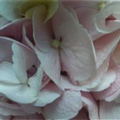 Oksana Sayenko's photo