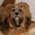 melanie_lapoint
