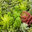 Sedum Master Inc.