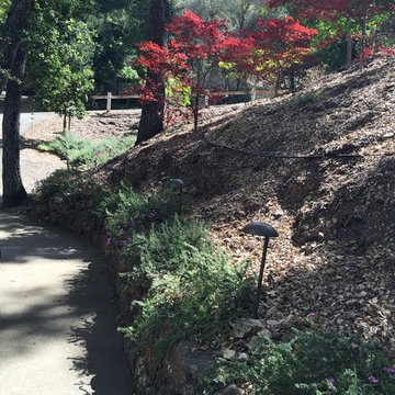 Hillside Plantings