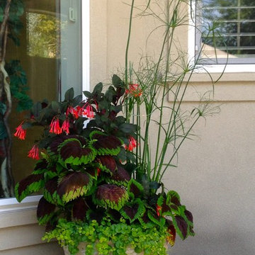 Summer Container Planting