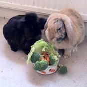 Georgina Wald's photo