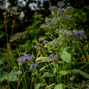 Vegan Garden