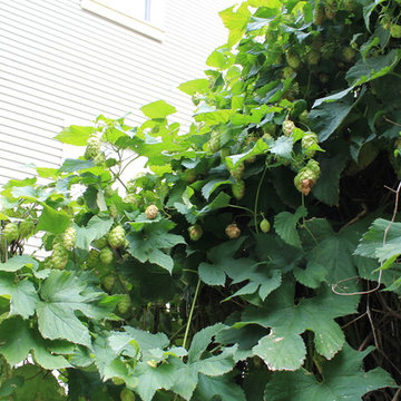 Edible Gardens and Container Gardens