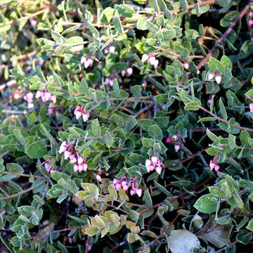Southwestern Plants