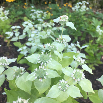 Mountain Mint