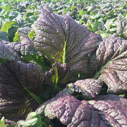 Current Featured Plants - Products