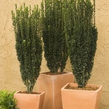 Plants
