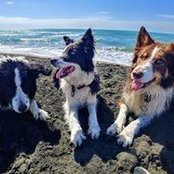 Silvia Cerceo's photo