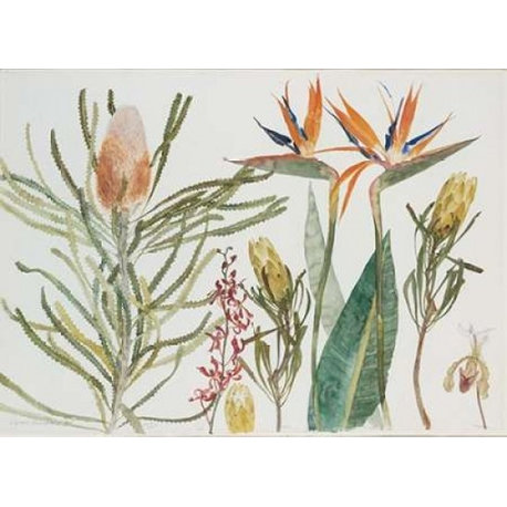 Strelizia  Banksia and Orchids Poster Print by Elizabeth Blackadder (9 x 12)