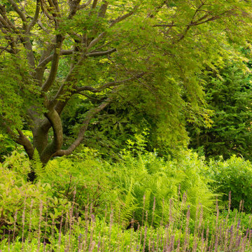 A lush suburban garden in the Boston area