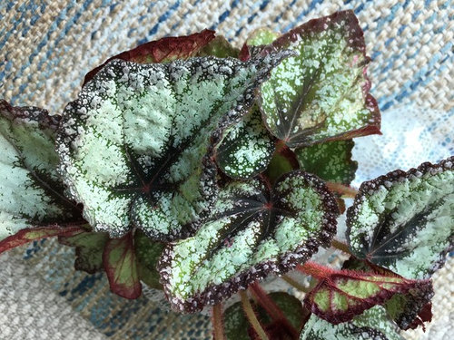 Begonia Plant Christmas Curl LARGE 6/" Pot Rex Hybrid