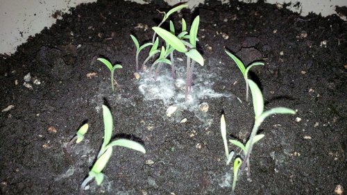 stop mold on seedlings
