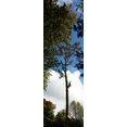 Darwin Tree Services's profile photo