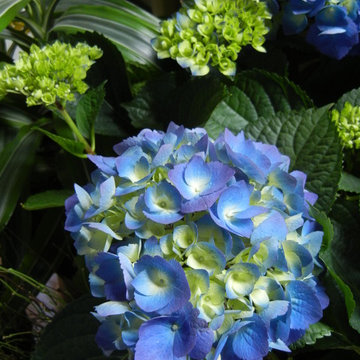 For the Love of Hydrangeas