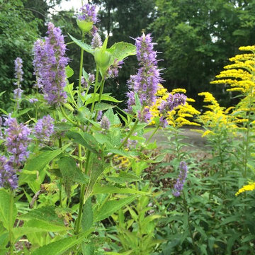 Meadow Planting, Westport CT