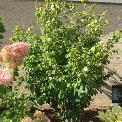 Misc. Trees - Products