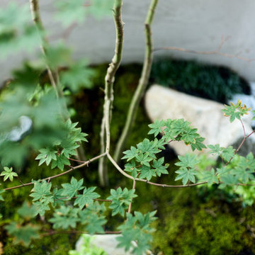 西条の家|苔とモミジのディテール