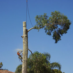 Tree removal project - Products