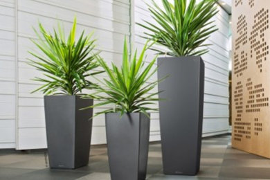 Office Plantscape