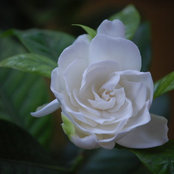 Foto von Elisabet Willis