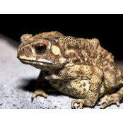 Photo de Joe Toadcrank