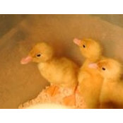Jayne Kopacki's photo