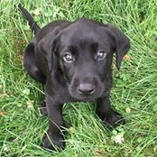Steve Ellis's photo