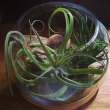 linda_betts's ideas
