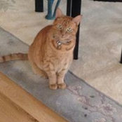 Irene Russo's photo