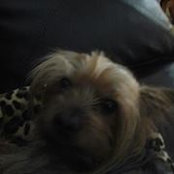 Foto de Cheryl Chaisson Corbett