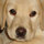 Lumia Decorators Inc