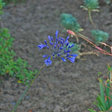 Transformation d'un jardin mono pente en jardin plateaux