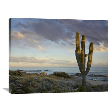 "Saguaro Cactus At Beach, Cabo San Lucas, Mexico" Artwork, 32" x 24"