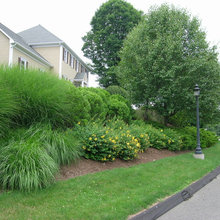 Privacy Landscaping